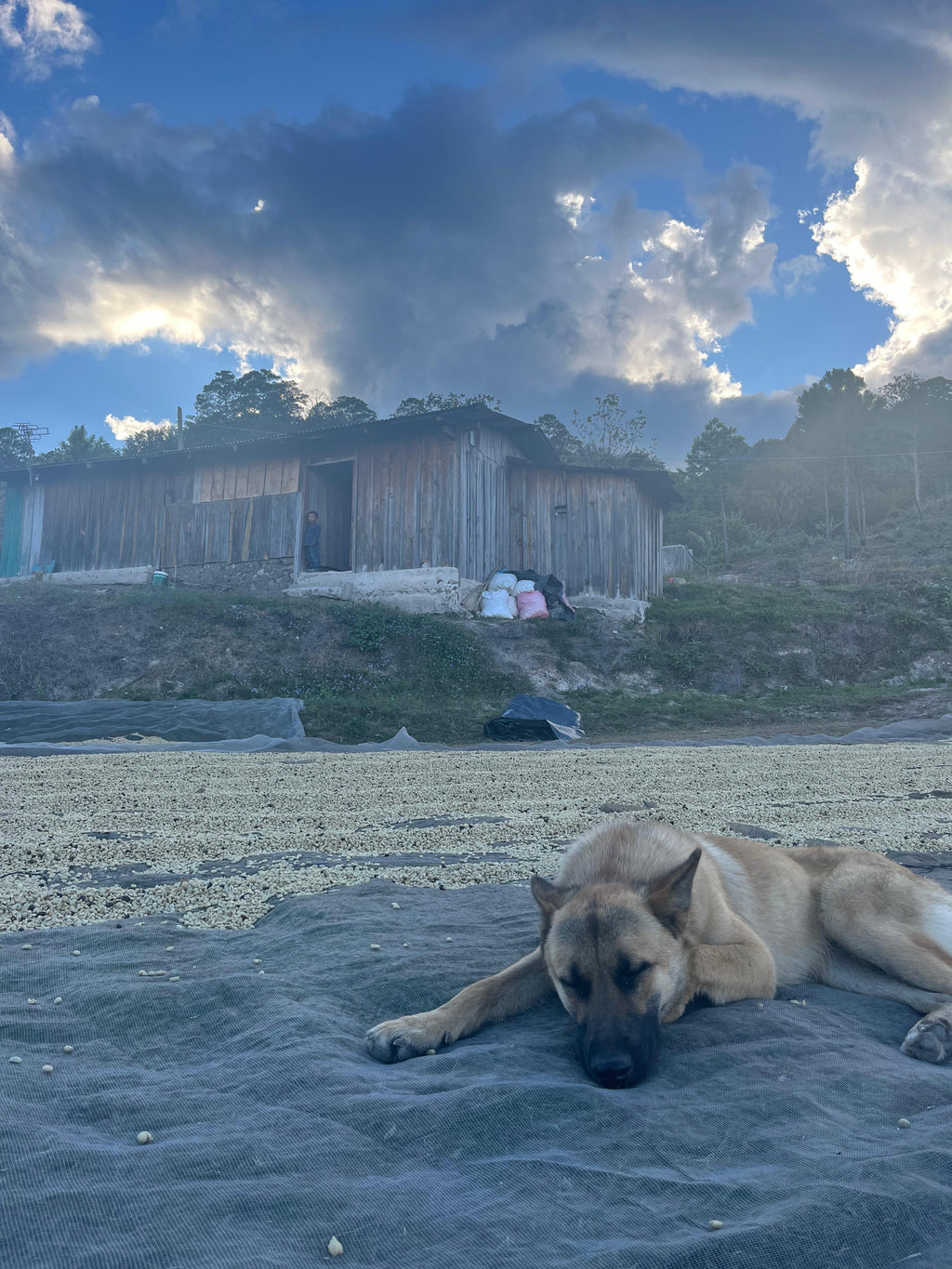 Ariel Funez - Honduras