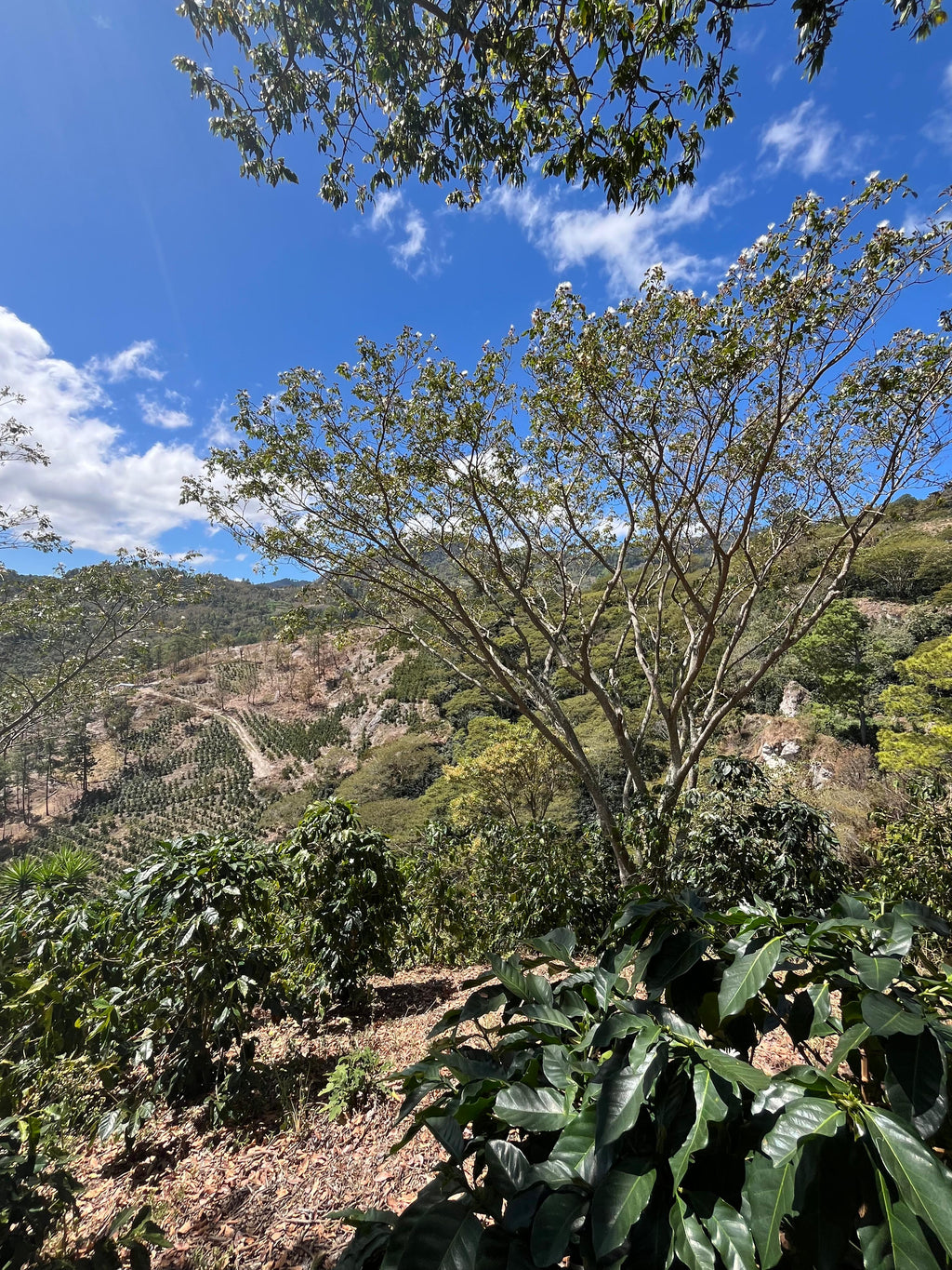 Ariel Funez - Honduras