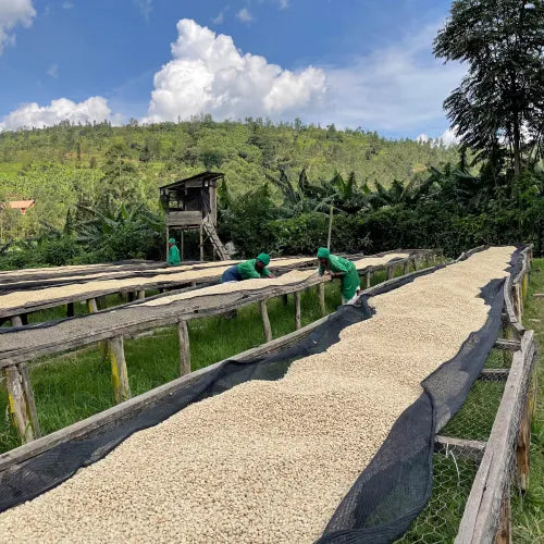Rwanda - Wellars Karangwa 72h anaerobic