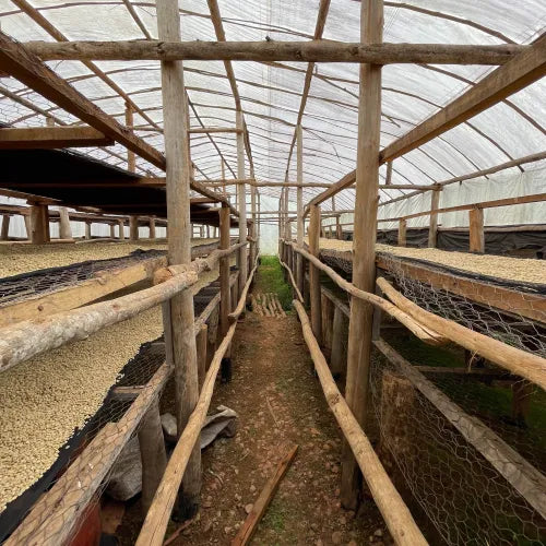 Rwanda - Wellars Karangwa 72h anaerobic